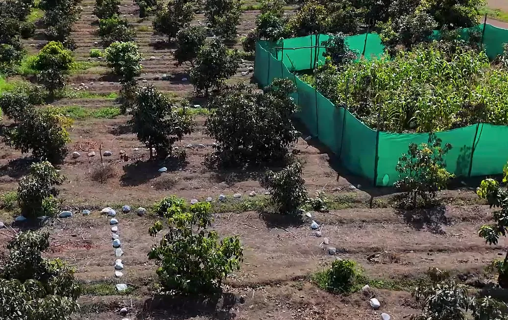 Lotes de Huerta Urbana delimitados entre plantaciones de palto en Nuevo Chao